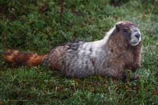 Highland Marmot-0172-2